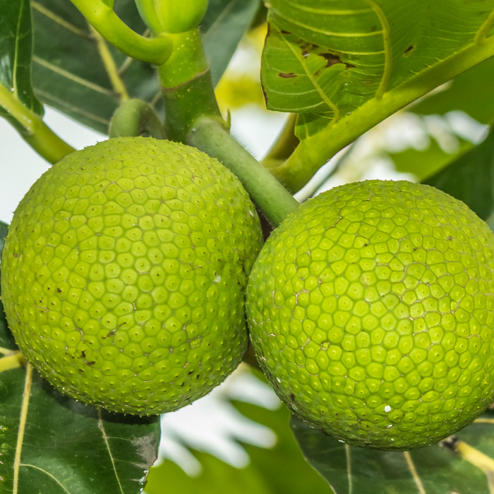 Breadfruit in Dosen kaufen