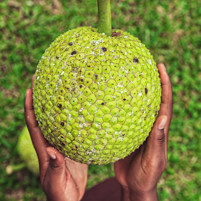 Breadfruit kaufen