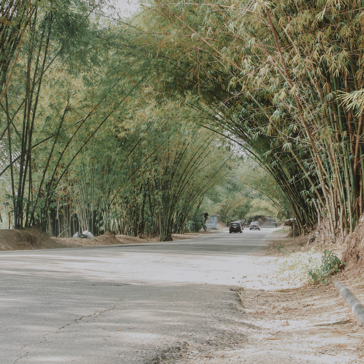 Bamboo Avenue