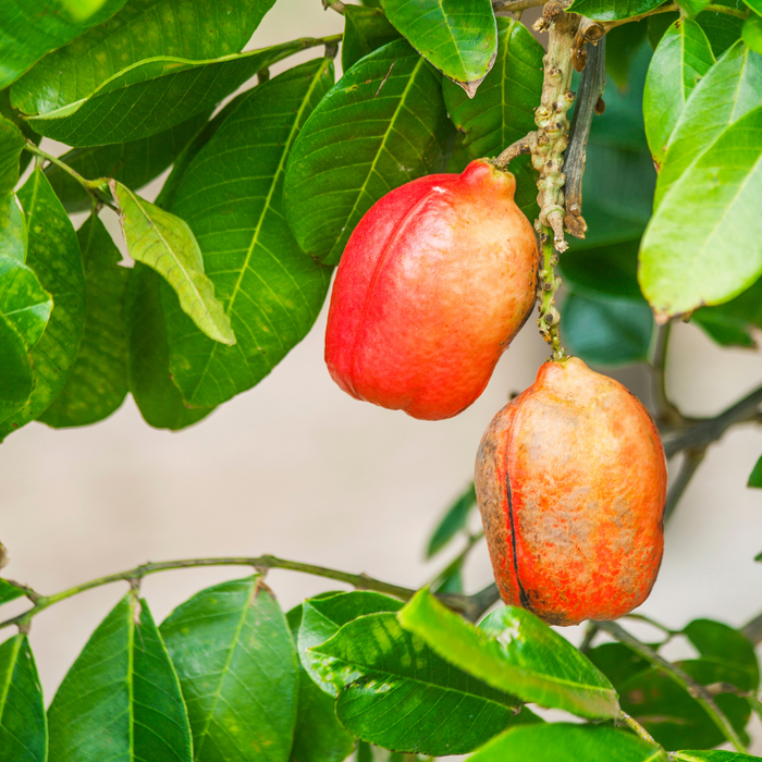 Ackee kaufen