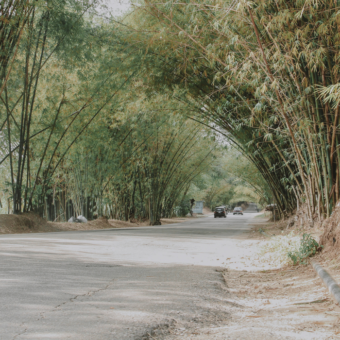 Bamboo Avenue